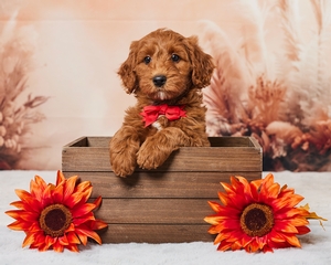 Benny Cavapoo Puppy 